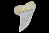 Mako Shark Tooth Fossil - Sharktooth Hill, CA #94713-1
